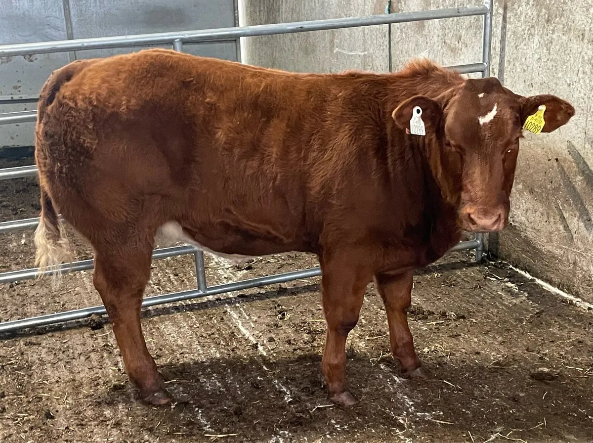 BB/LM hybrid Heifer - Image 1