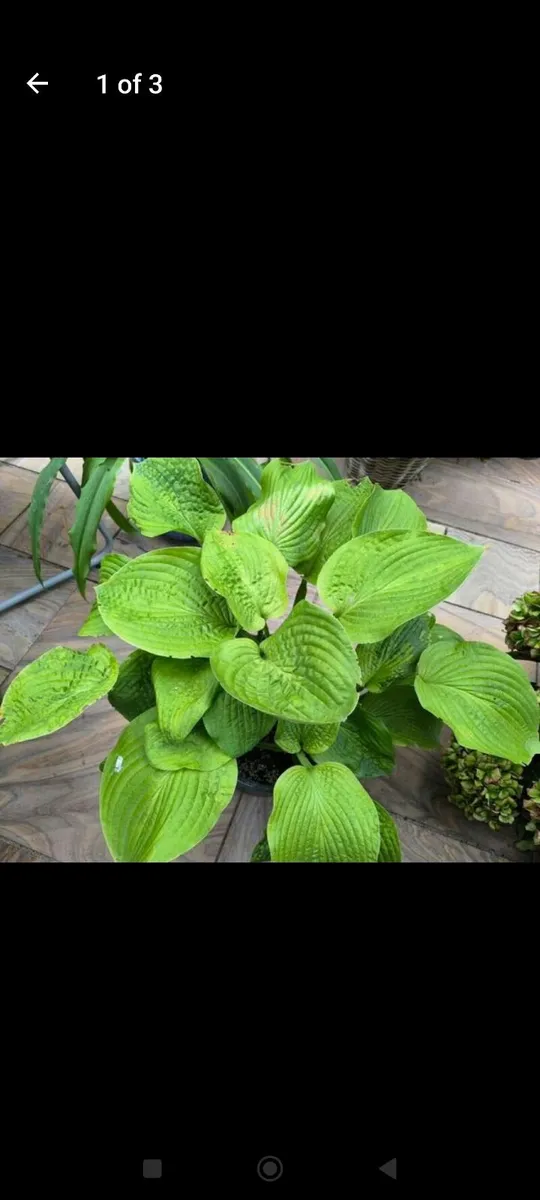 Garden plants - Image 1