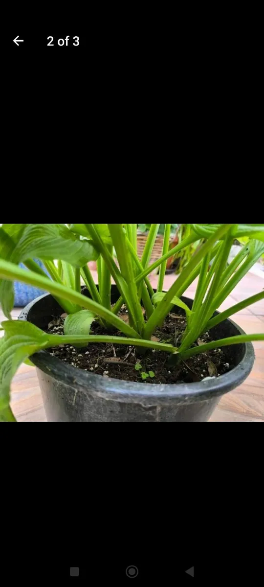 Garden plants - Image 2