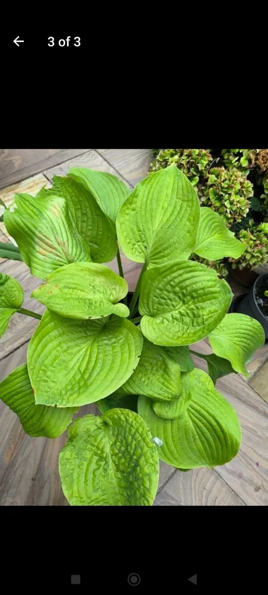 Garden plants - Image 3