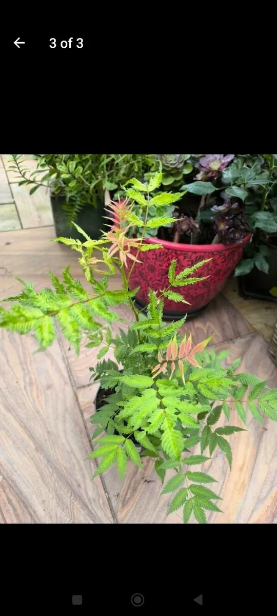 Garden plants - Image 1