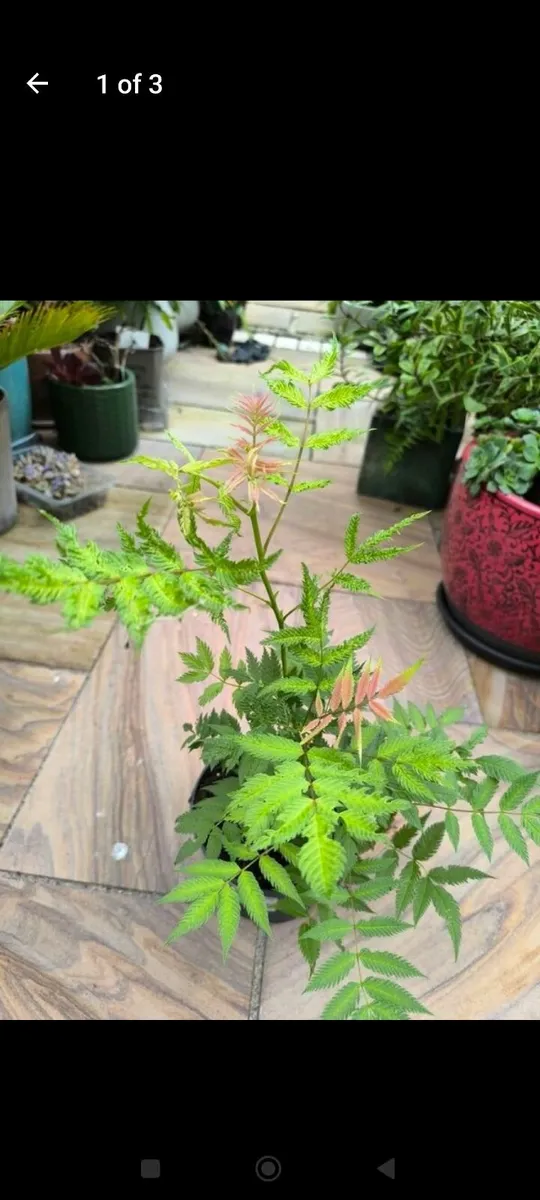 Garden plants - Image 2