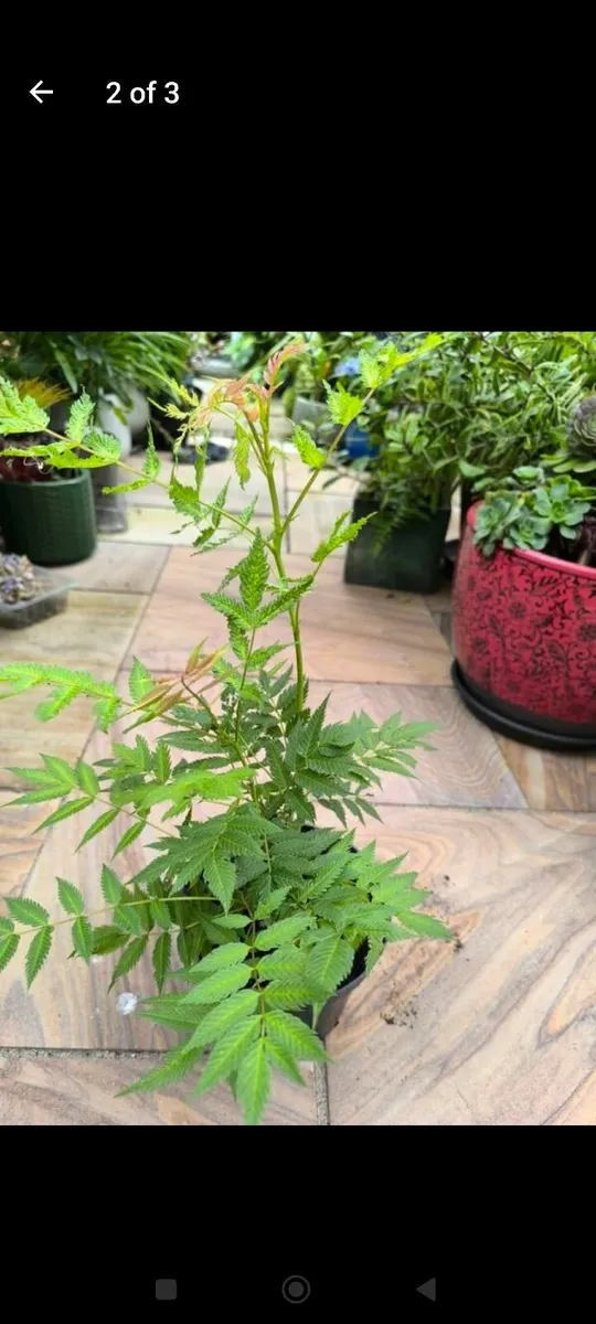 Garden plants - Image 3