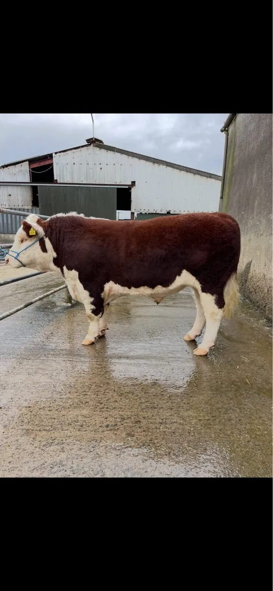 Pedigree Hereford bull - Image 1