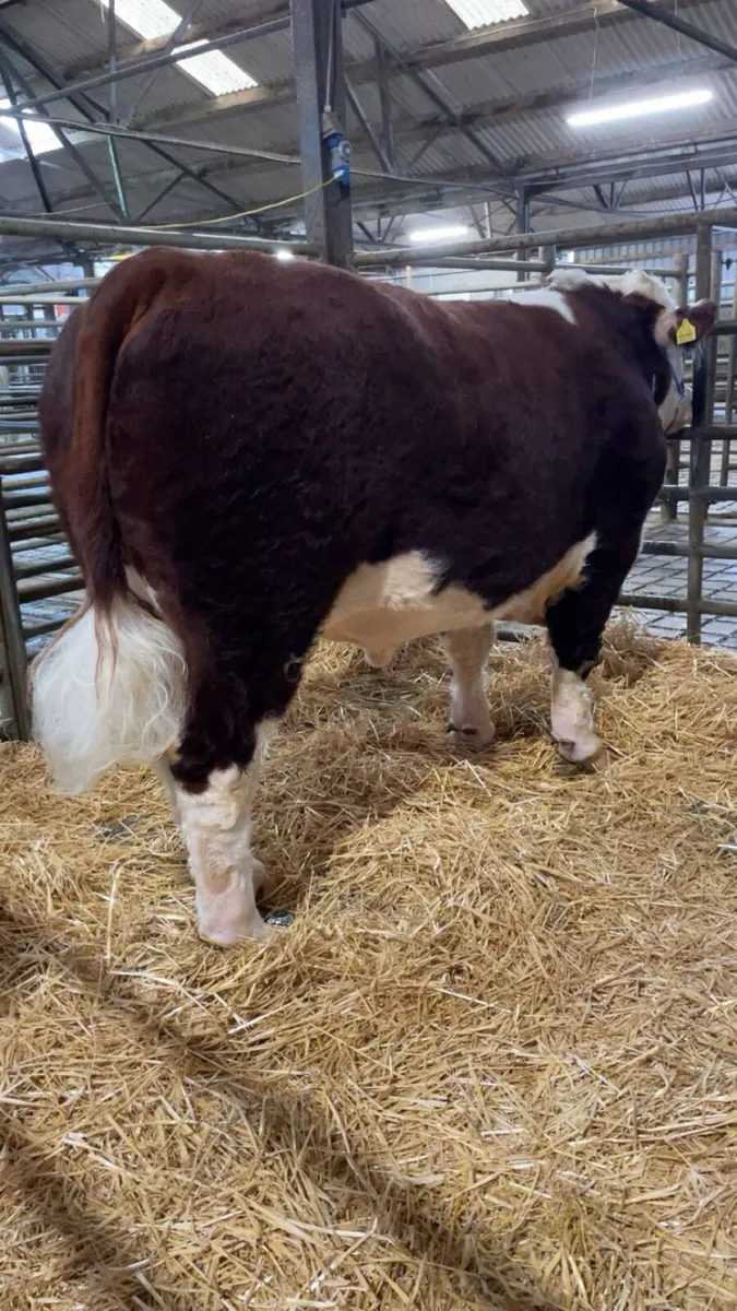 Pedigree Hereford bull - Image 2