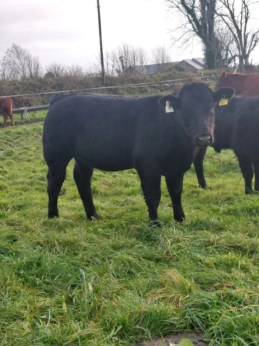 *Hefier Weanlings*Mayo Sligo Mart - Image 4