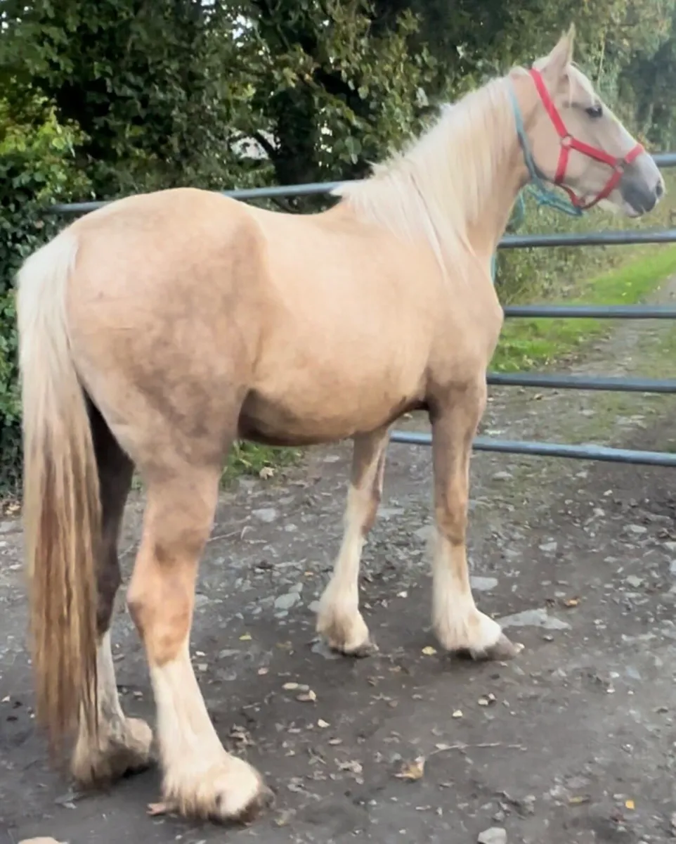 Palomino Mare - Image 1