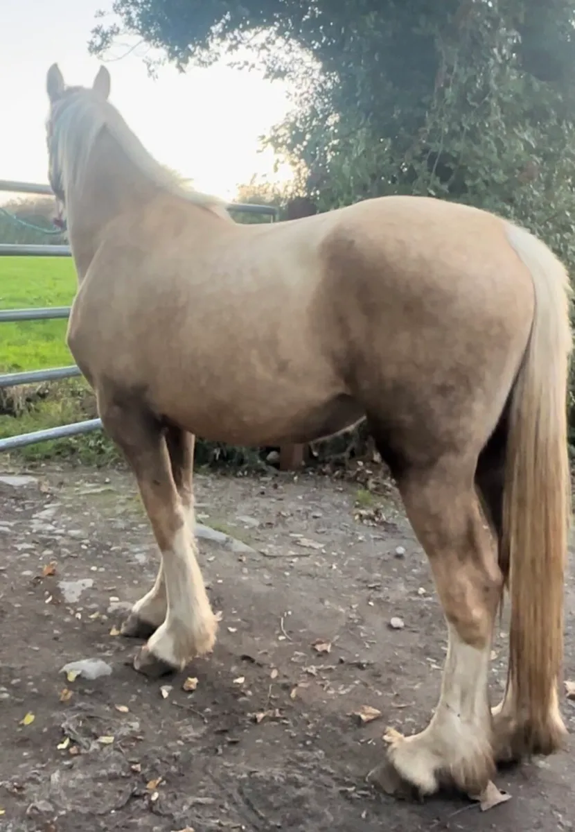 Palomino Mare - Image 2