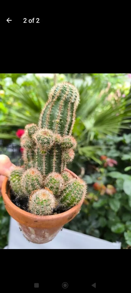 Garden plants - Image 1