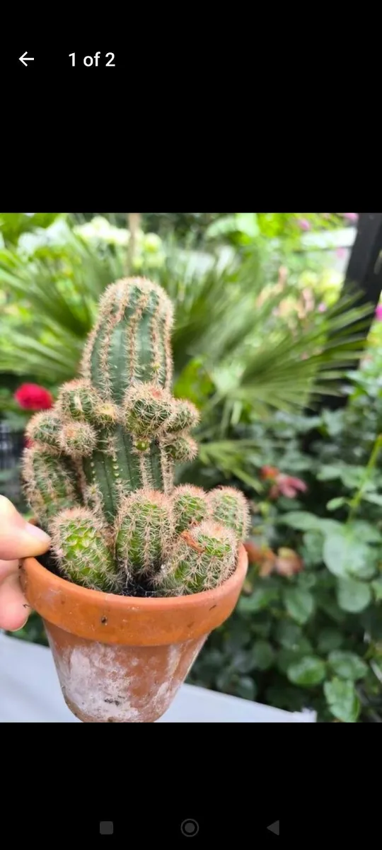 Garden plants - Image 2