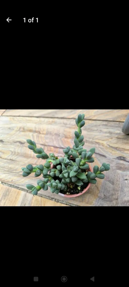 Garden plants