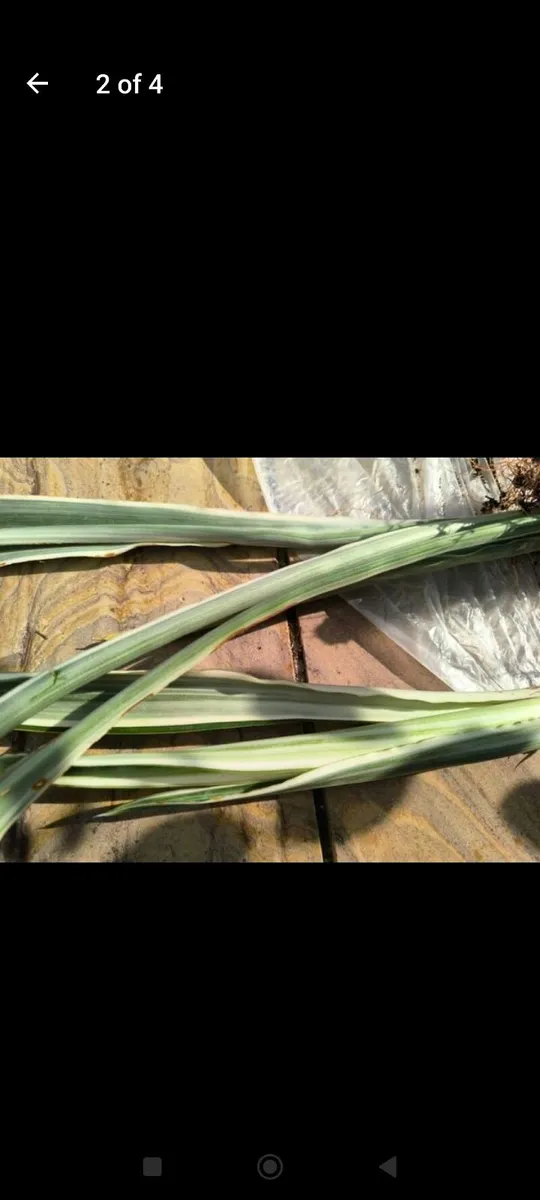 Garden plants - Image 1