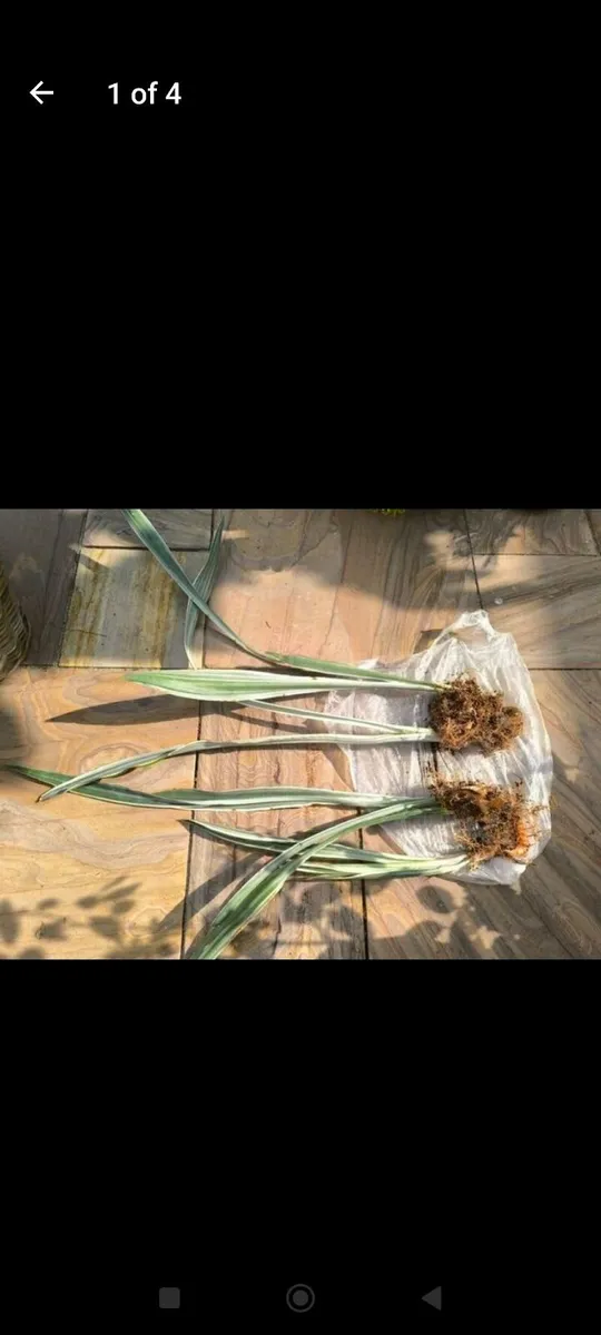 Garden plants - Image 2