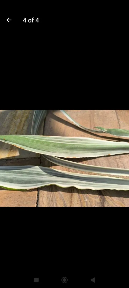 Garden plants - Image 4