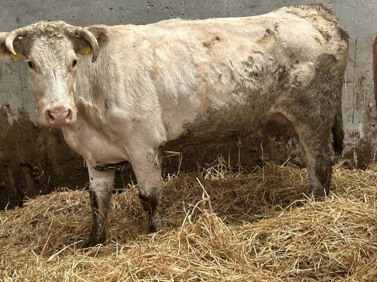 3 incalf suckler cows - Image 2