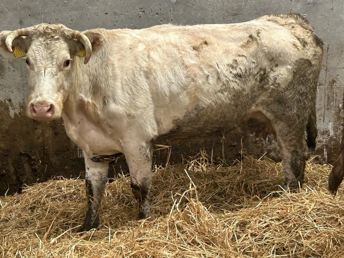 3 incalf suckler cows - Image 3