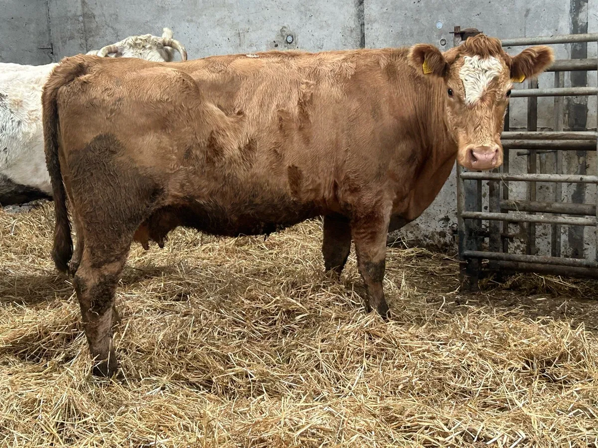 3 incalf suckler cows - Image 4
