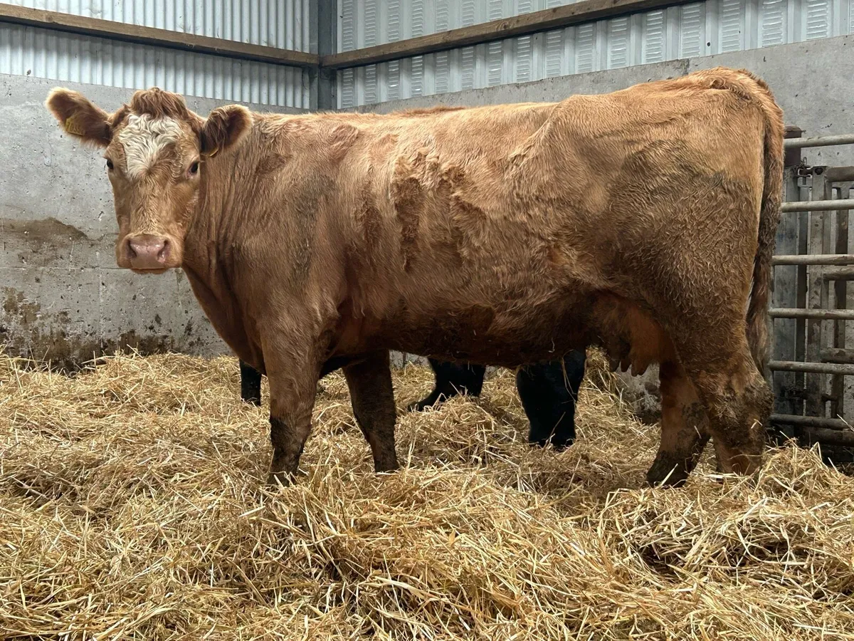 3 incalf suckler cows - Image 1