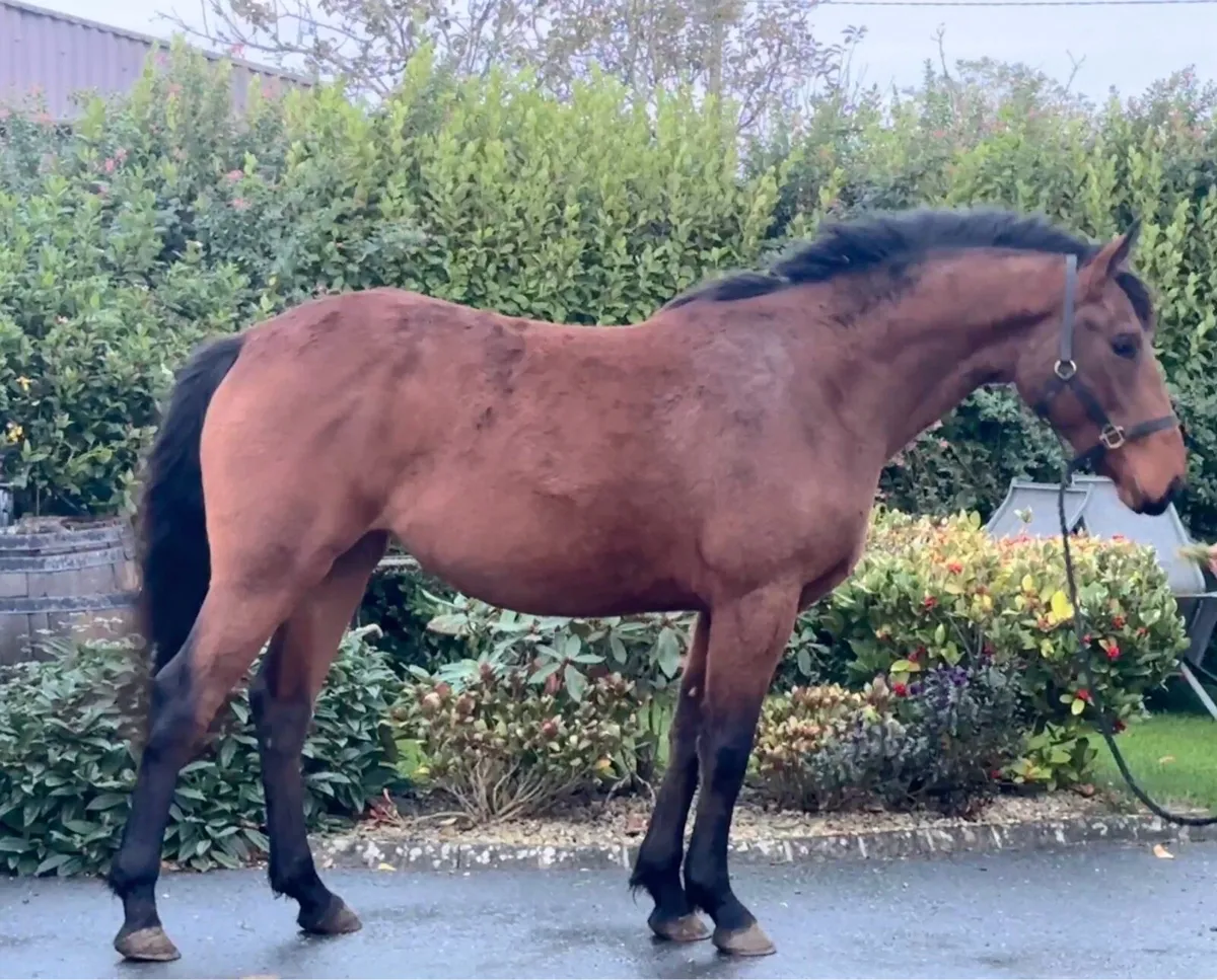 Irish Draught X TB - Image 1