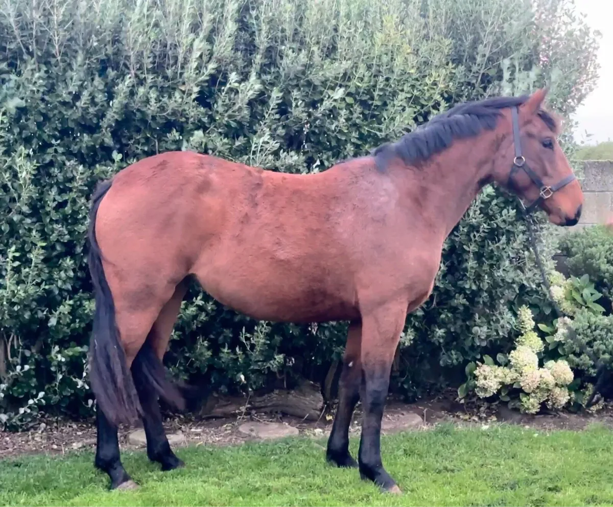 Irish Draught X TB - Image 2