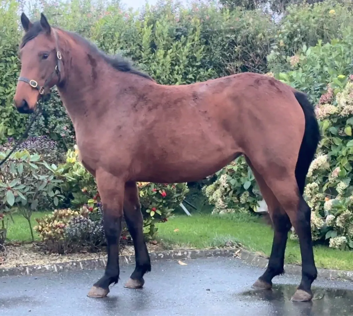 Irish Draught X TB - Image 3