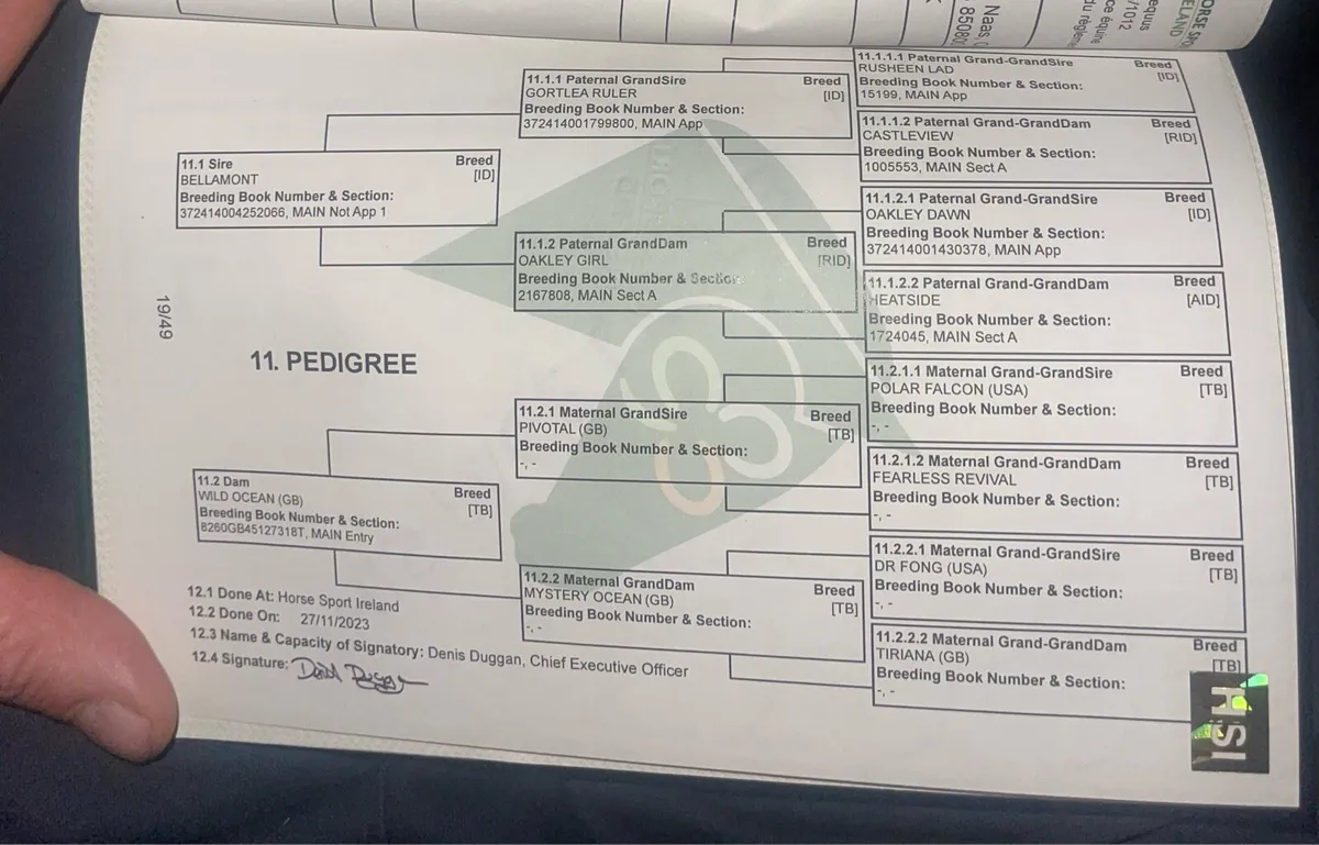 Irish Draught X TB - Image 4