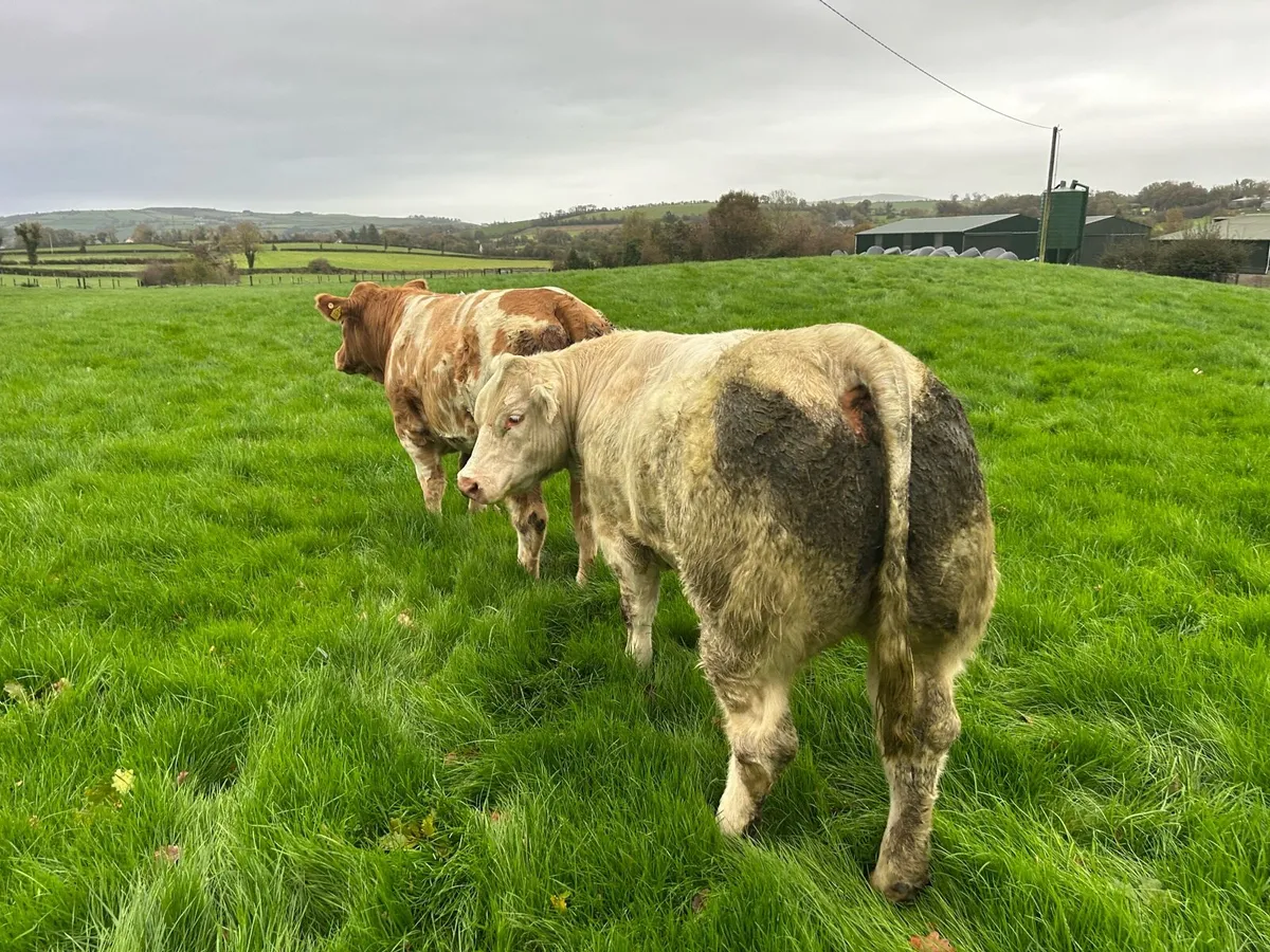 🔥🔥Super Charloais Breeding Heifers🔥🔥 - Image 3