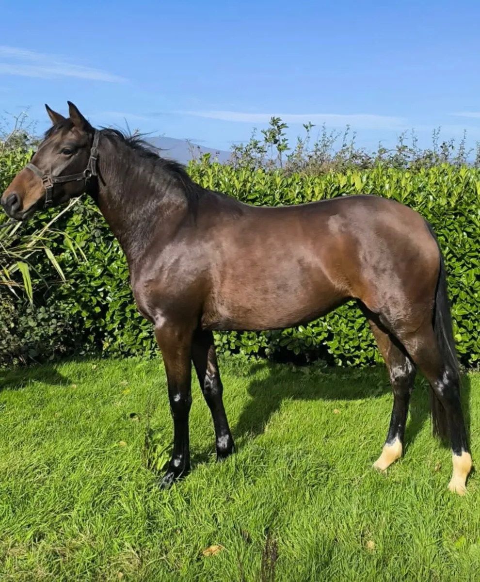 15.3 4yo traditional Irish sport horse mare - Image 1