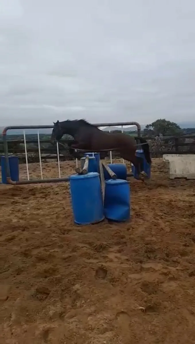 15.3 4yo traditional Irish sport horse mare - Image 2