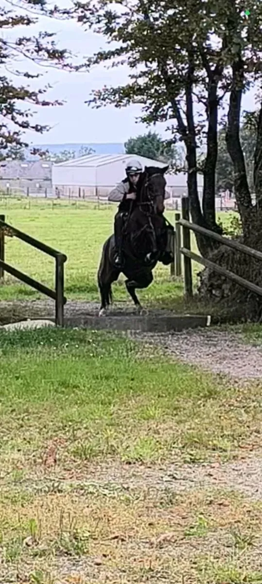 15.3 4yo traditional Irish sport horse mare - Image 3