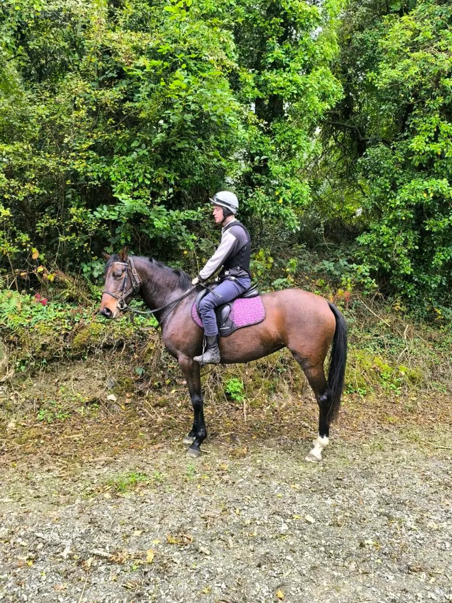 15.3 4yo traditional Irish sport horse mare - Image 4