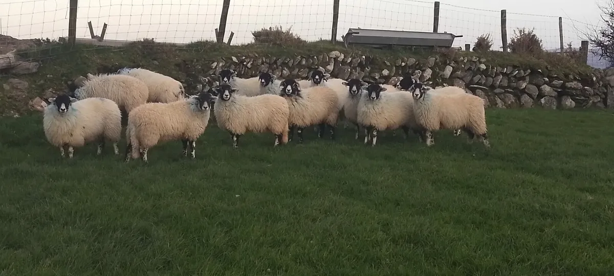 Swaledale/Lanark Ewe Lambs - Image 1