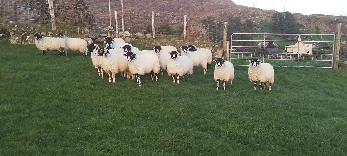 Swaledale/Lanark Ewe Lambs - Image 2