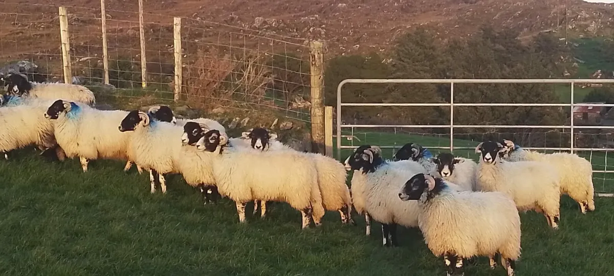 Swaledale/Lanark Ewe Lambs - Image 3