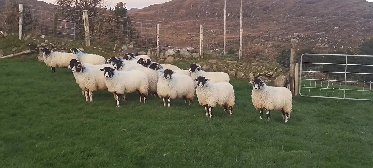 Swaledale/Lanark Ewe Lambs - Image 4