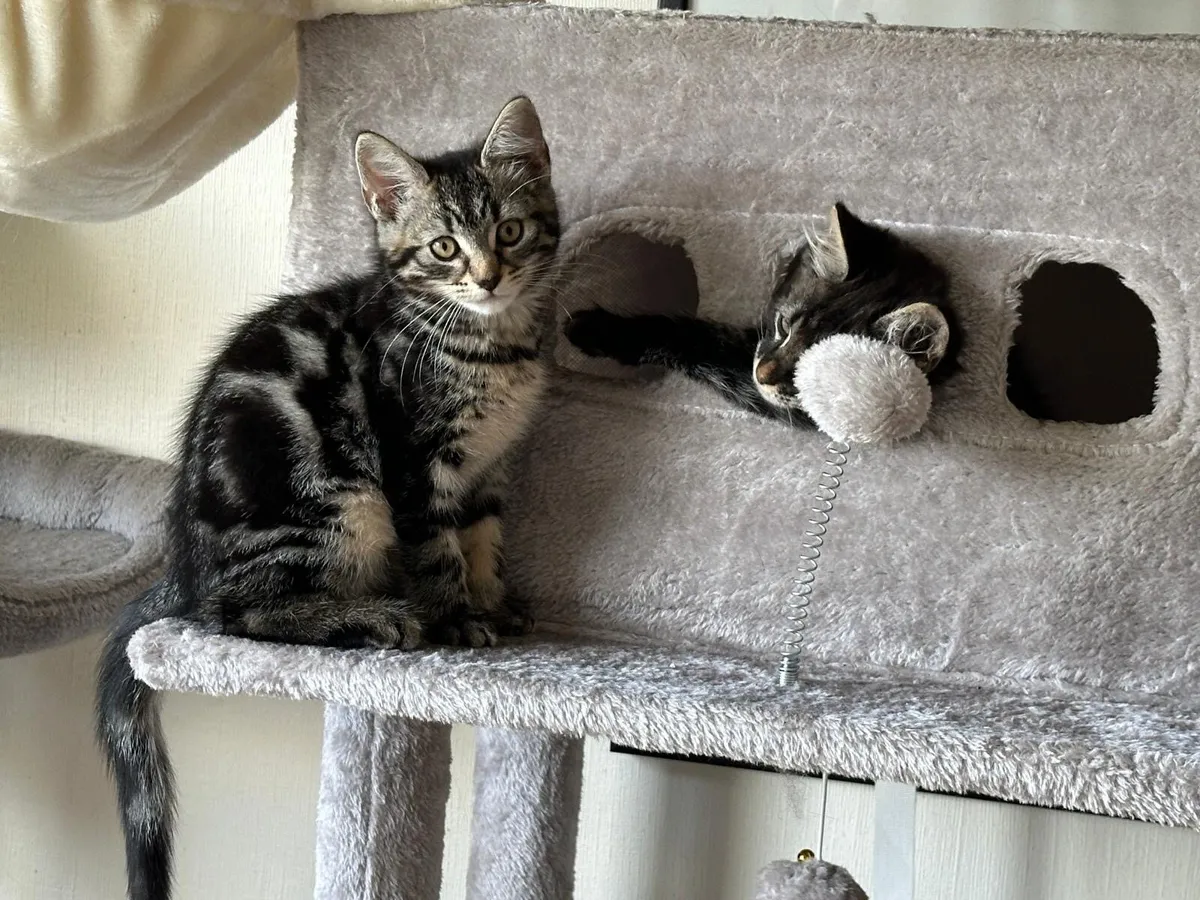 Kitten - Image 1