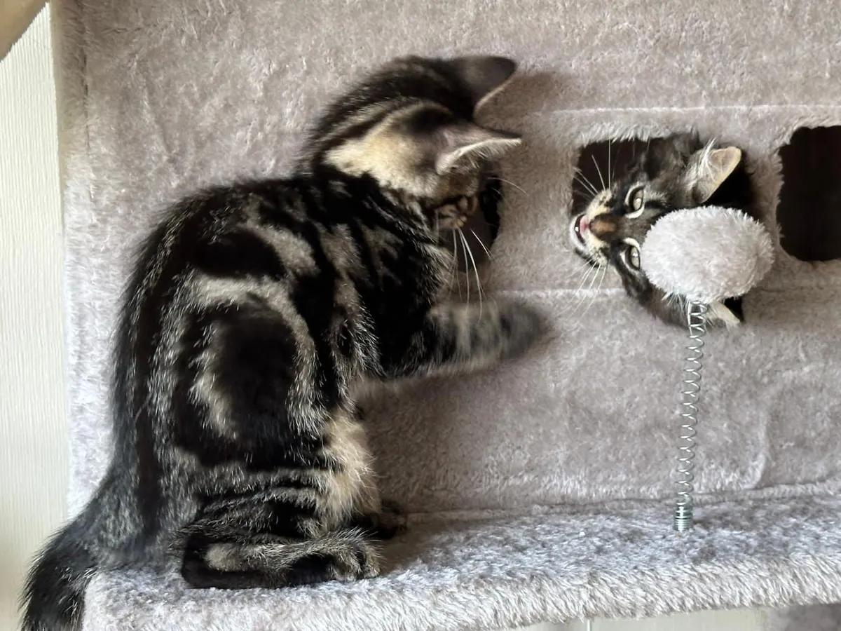 Kitten - Image 2