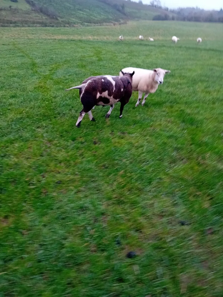 Sheep - Image 1