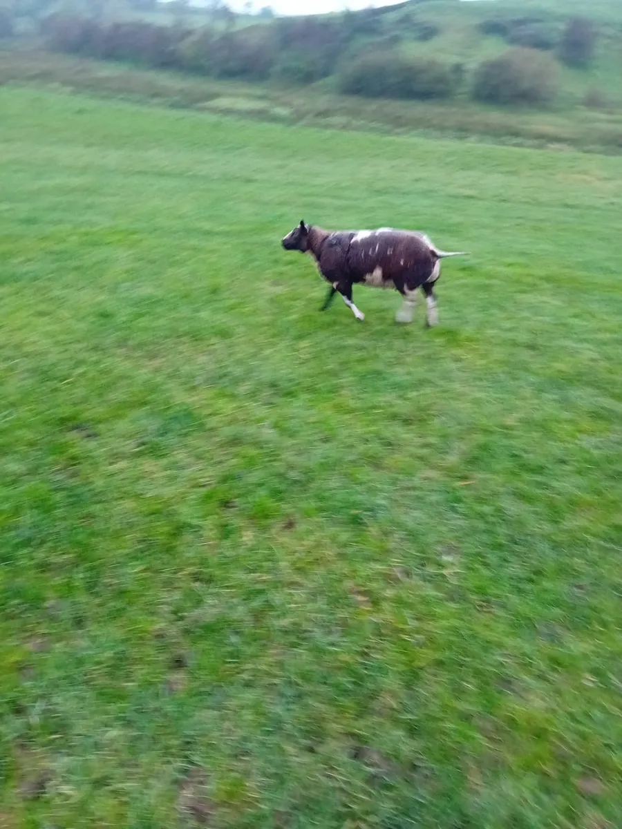 Sheep - Image 2