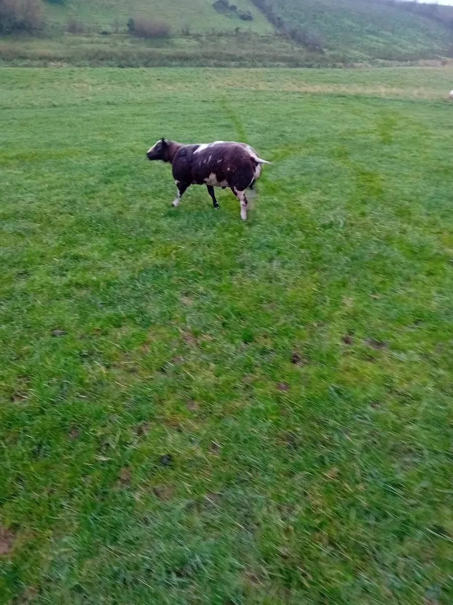 Sheep - Image 3