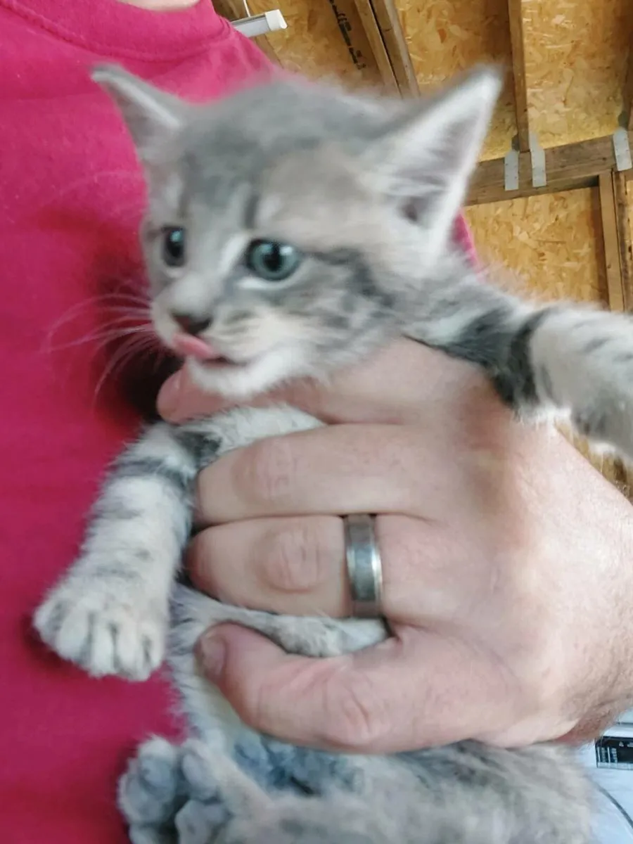 Blue British Shorthair! - Image 3