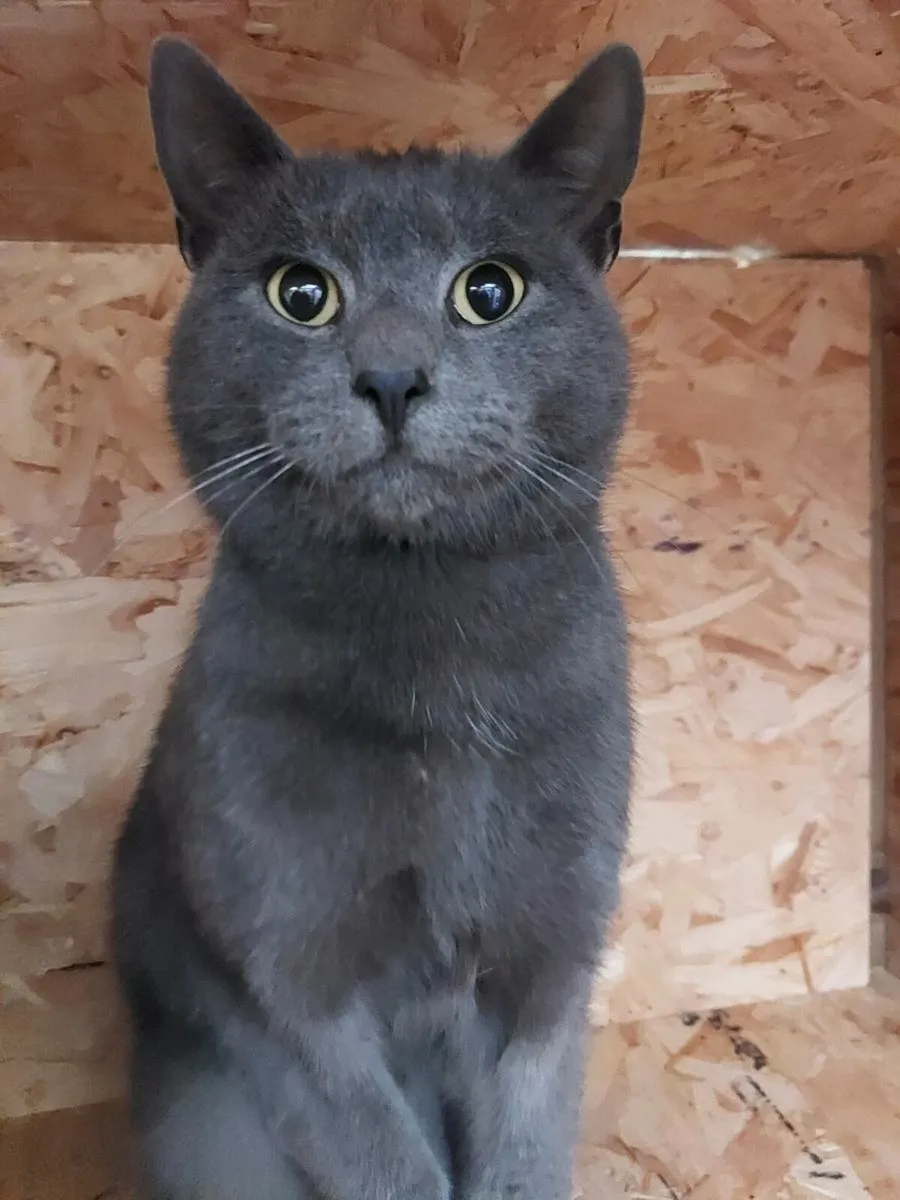 Blue British Shorthair! - Image 4