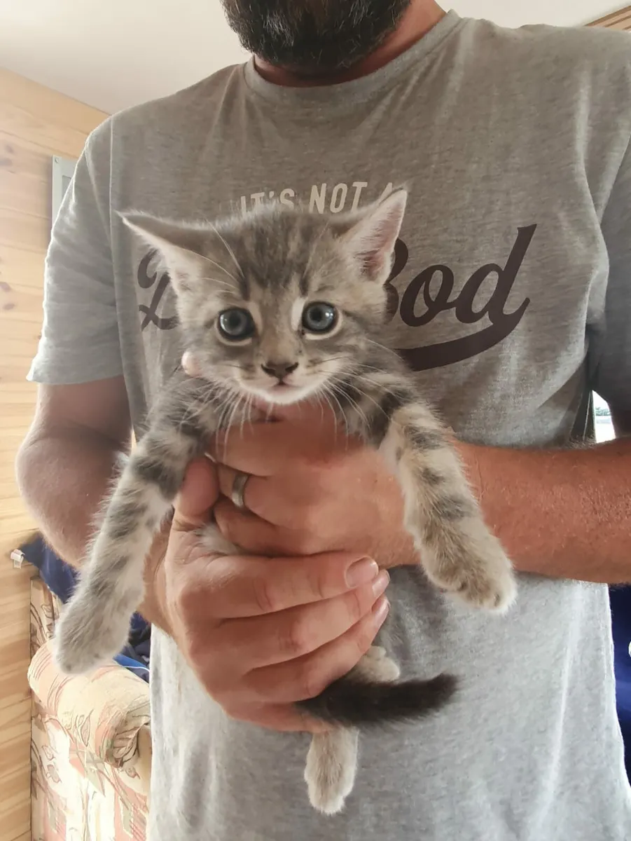 Blue British Shorthair! - Image 1