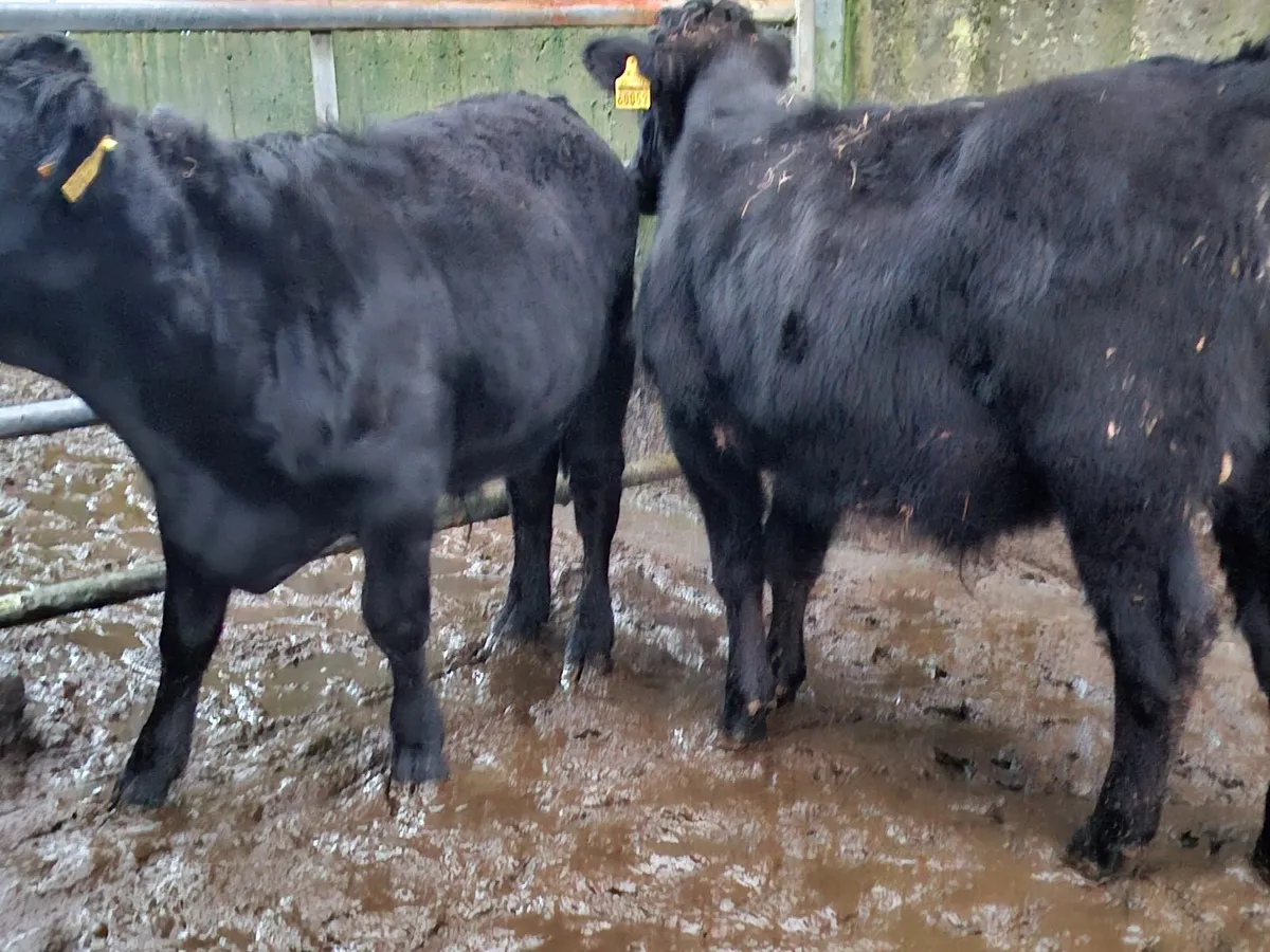 Dexter Bullocks Pure bred - Image 2