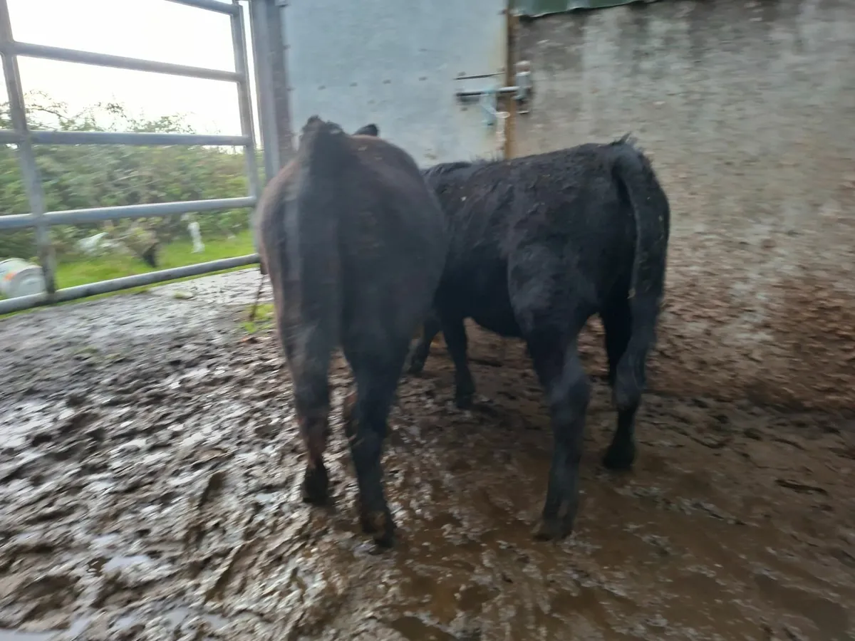 Dexter Bullocks Pure bred - Image 1