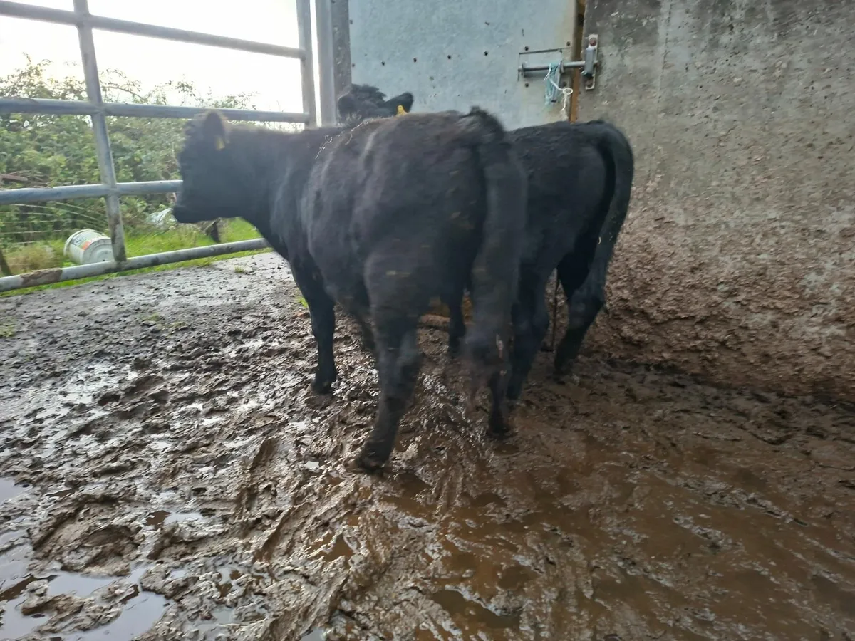 Dexter Bullocks Pure bred - Image 3