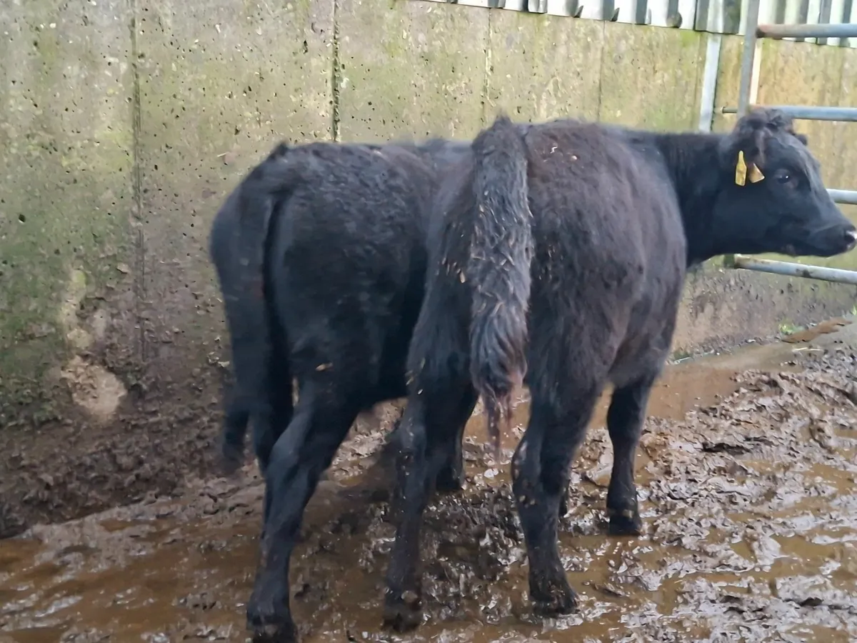 Dexter Bullocks Pure bred - Image 4
