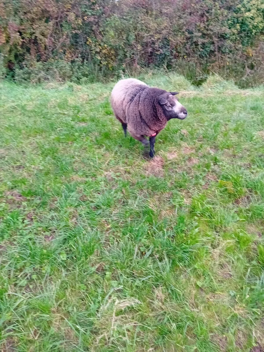 Sheep - Image 4