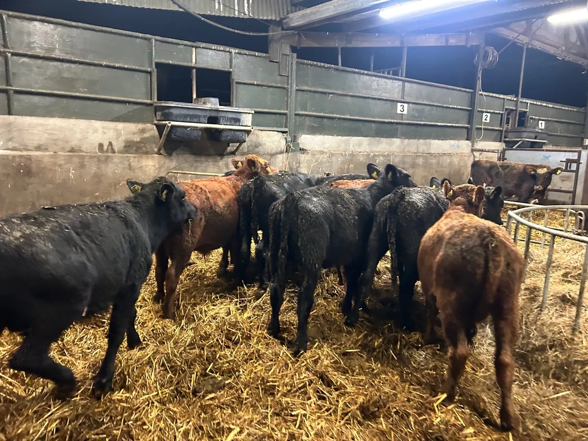 10 super march born Angus bulls - Image 1