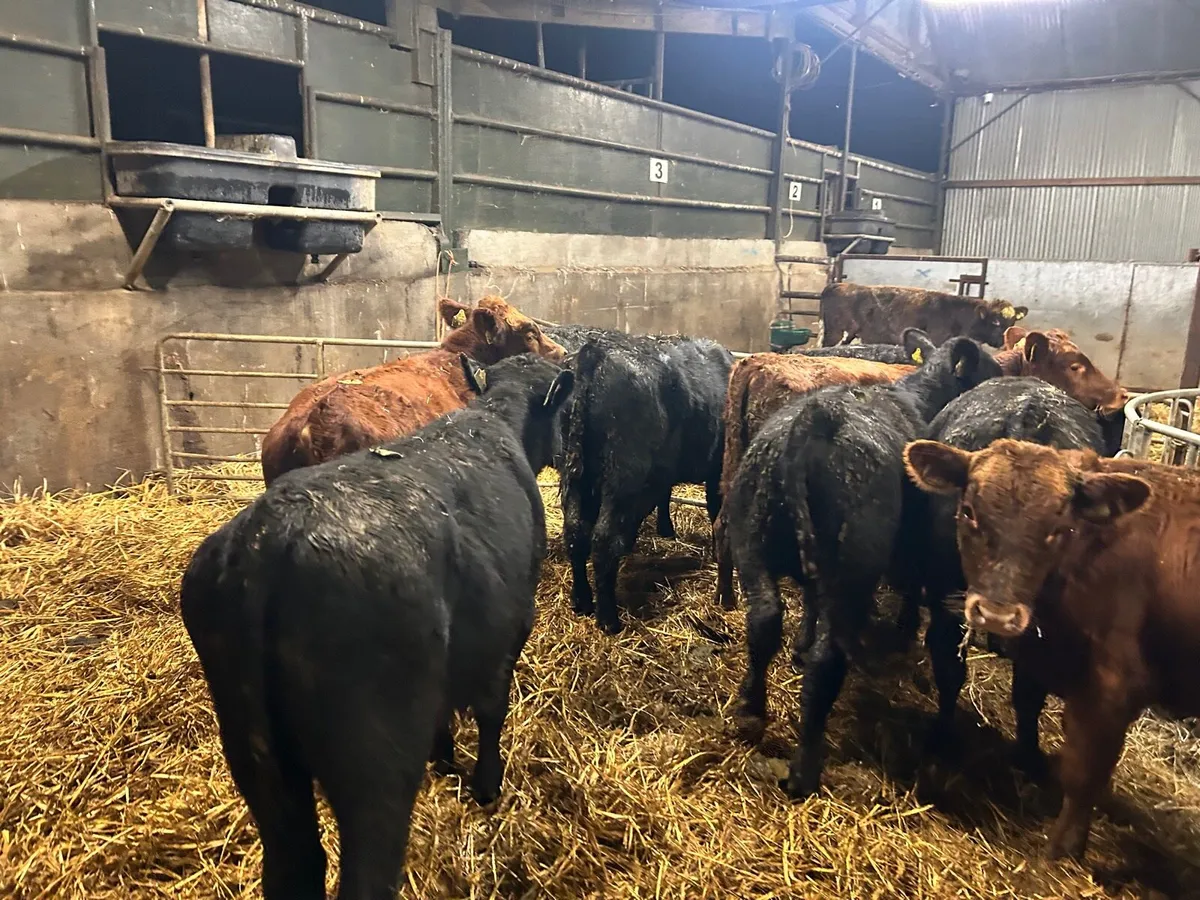10 super march born Angus bulls - Image 2